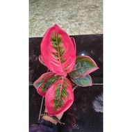 Aglaonema Khanza