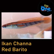 Best Seller Ikan Channa Maru Red Barito Baby Red Barito Baby Channa