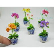 (Many Colors) Phalaenopsis Orchid (Phalaenopsis) Pot Clay Flower Falan Mini