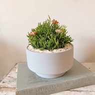 海底世界開幕盆栽 多肉植物