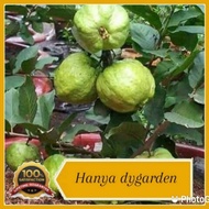 Jambu batu lo han/ king hibrid/ pokok kawin