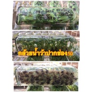 ( PRO+++ ) โปรแน่น.. กล้วยเพาะเนื้อเยื่อปากช่อง50 ไข่เกษตร2 หอมใต้หวัน ราคาสุดคุ้ม พรรณ ไม้ น้ำ พรรณ