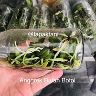 Anggrek Bulan Botol - Bibit botolan anggrek phalaenopsis Hybrid isi