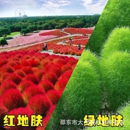 Green Skin Seed Broom Grass Seed Green Grass Lawn Seed Flower Seed Garden Ornamental Skin Seed