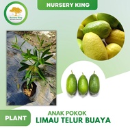 Anak Pokok Limau Telur Buaya Live Plant Pokok Hidup [Max 4 pokok per order]