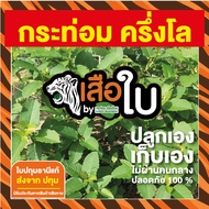 ใบกระท่อมสด ครึ่งกิโลกรัม 500 กรัม กระท่อมเมืองไทย กระท่อมปทุม ใบปทุมธานีแท้100% ของดีเมืองปทุม #เสือใบ