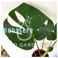 H2O - Monstera 龟背竹 Swiss cheese plant Live Plant