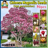 Fresh Rare Chinese Magnolia Plant Seed Easy Growing Fragrant Magnolia Flower Seeds for Planting and 
