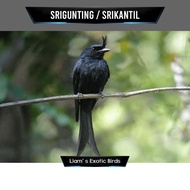 Burung Srigunting Hitam Jawa