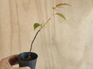 ∴。*藝術.美樹°*∴ ＊櫻花~品種:大寒櫻,小品實生苗,2盆一起販售!＊