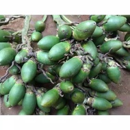 10 Biji PINANG MUDA SEGAR LANGSUNG PETIK JAMBE NOM BUAH HERBAL PERKASA