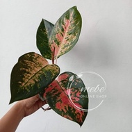 ❁Aglaonema Pink/Sultan Cochin Varieties Uprooted Live Plants(Luzon only)