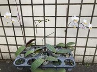 【唐老鴨】菲律賓蝴蝶蘭(實生 2.5吋)-頭次花