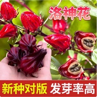 Red Peach k Seed Rose Eggplant Seed Potted Four Seasons Blossom