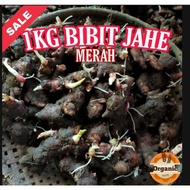 [Terlaris] 1 KG BIBIT JAHE MERAH BENIH JAHE MERAH BIBIT JAHE JAWA JAHE