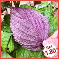 L54 Biji Benih Shiso (200+/-) Perilla Leaf Seeds 紫苏叶种子 - Seeds - vegetable seed - 蔬菜种子