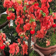 Middle Dream  Begonia Potted Sapling Old Pile Bonsai Garden Balcony Plant