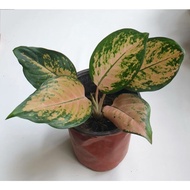 ♞,♘,♙Aglaonema Plants Varieties