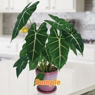 絨葉觀音蓮苗 Alocasia frydek