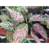 Aglaonema different varieties (common &amp; Rare)