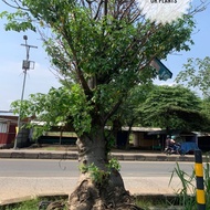 Pohon Baobab / Kaki Gajah karakter unik || Lapak Pohon Baobab Termurah