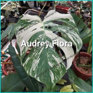 PROMO Tanaman Hias Monstera Variegata - monstera variegata - Monvar