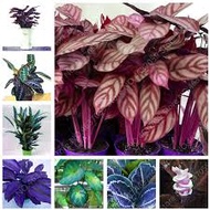 ❁【COD】10pcs Rare Calathea Seeds Air Freshening Plants Seeds #SW31