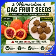 Momordica Gac Fruit Seeds 10 Seeds Biji Buah Gac Benih Pokok Gac 木鳖果种子