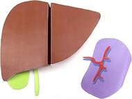 NewPath Liver & Spleen 3-D Model Making Kit - Individual Student Edition (24-7777)