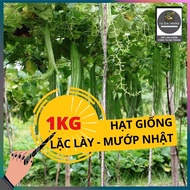 1kg Luffa Seeds (Lac Le - Japanese Luffa)