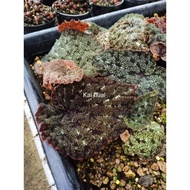 Begonia boomer marble / sp mantuk / begonia variegated / penrissenensis rare species / Curtisii rare