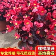 Sg Four Seasons Begonia Flower Potted Plant with Bud Glass Emerald Four Seasons Blossoming Begonia C