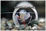 [魚魚便利商店] Bioxrimp 天蝦玉(粒徑約3mm)-120克蝦飼料 黑殼蝦、火焰蝦、蘇蝦、玫瑰蝦、極火蝦、水晶蝦