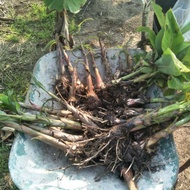 READY STOCK 🔥ANAK PISANG EMAS GRED 4.POKOK RENDAH PISANG LEBAT