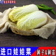春秋美冠韓國進口娃娃菜種子 種籽迷你小型黃心白菜籽蔬菜種子 種籽春秋種植hn