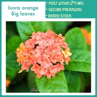 PBN - ixora orange big leaves - flower pokok bunga nursery sunkist jenjarum tudung periuk outdoor pl