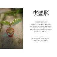 心栽花坊-棋盤腳/小琉球夜間導覽植物之一/4吋/開花植物/綠化植物/售價360特價300