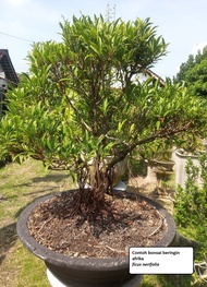 Bibit Beringin Afrika (ficus selicaria) untuk Bahan Bonsai atau Bahan Sambung