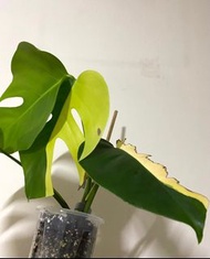 綠植 盆栽 黃錦龜背竹 隔葉錦 6葉1芽 3/25更新