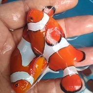 IKAN HIAS NEMO CLOWNFISH/IKAN BADUT