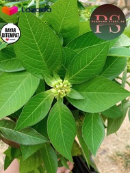 DAUN SENA PEMBERSIH USUS 250GRAM SEGAR DAUN SENA ASLI OBAT HERBAL ALAMI