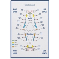 Veterinary Feline Dental Chart Poster Vet Art (1) Canvas Painting Wall Art 08x12inch(20x30cm) Unfram