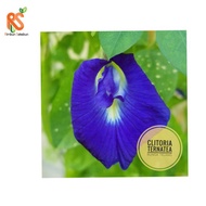 Live plants Anak Pokok Bunga Telang, Butterfly Pea Plants