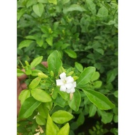 Kamuning Live Plant‼️ ( BUY 3 PLUS 1 )