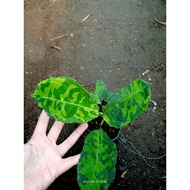 Sindo - Aglaonema Pictum Live Plant OXZPP0Z322