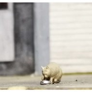 3D Receh 1 Cat64 Type 5 Diorama Model Accessories Diecast Miniature eating eating Hobby Japan HJ Min