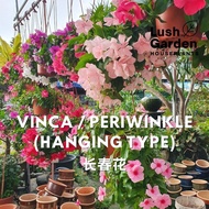 [Pasu Gantung] Periwinkle / Vinca / 长春花 / 常春花 (Random) 150mm Pot Pokok Bunga Hidup Live Plant Pokok 