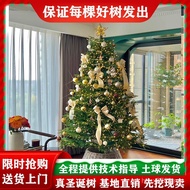 Pine Living Real Potted Plant Small Christmas Tree Spruce Nobe Real Tree Large Real New Style Pine H