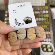 Free Shipping Over 38 Yuan#小可爱48838