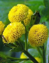edible*Feverfew herbs Gold Ball flower Seed (Chrysanthemum tanacetum parthenium)